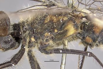 Media type: image;   Entomology 12432 Aspect: thorax, lateral